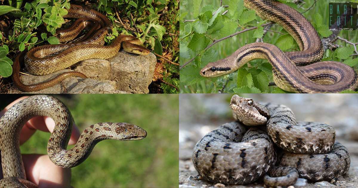 Dal Cervone "succhiavacche" alla velenosa Vipera: alla scoperta degli 8 serpenti pugliesi